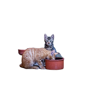 Two Playful Kittens In A Garden In BüYüKçEkmece, Istanbul, Enjoying A Peaceful Moment Outdoors. 13438 - Cat PNG image with transparent background